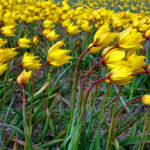Florentina-Odorata-Sylvestris-Tulipa-2