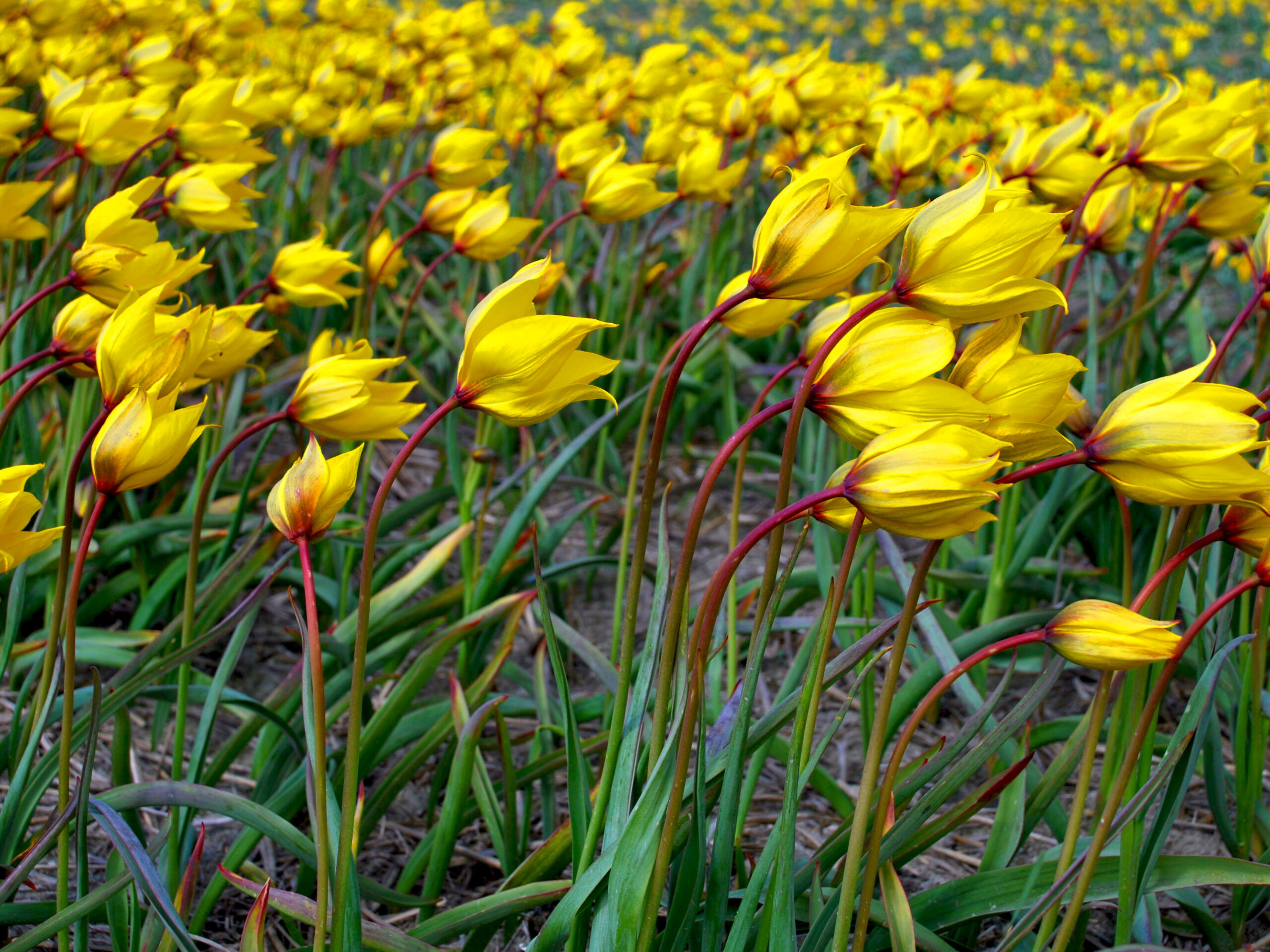 Tulipán lesní