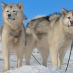 Greenland sled dogs