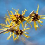Hamamelis-mollis–Plant-Image-Library-CC-BY-SA