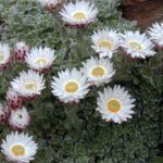 Helichrysum_milfordiae
