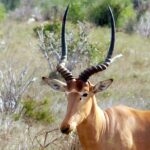 Hirola_head_with_sub-orbital_glands