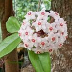 HoyaCarnosaWhite-3_480x