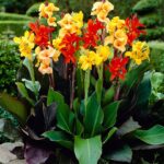 KANA-PACIORECZNIK-CANNA-INDICA-MIX-BAREV-8NAS
