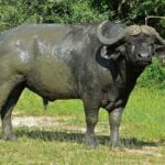Lake_Chad_Buffalo_(Syncerus_brachyceros)_(6861561885)