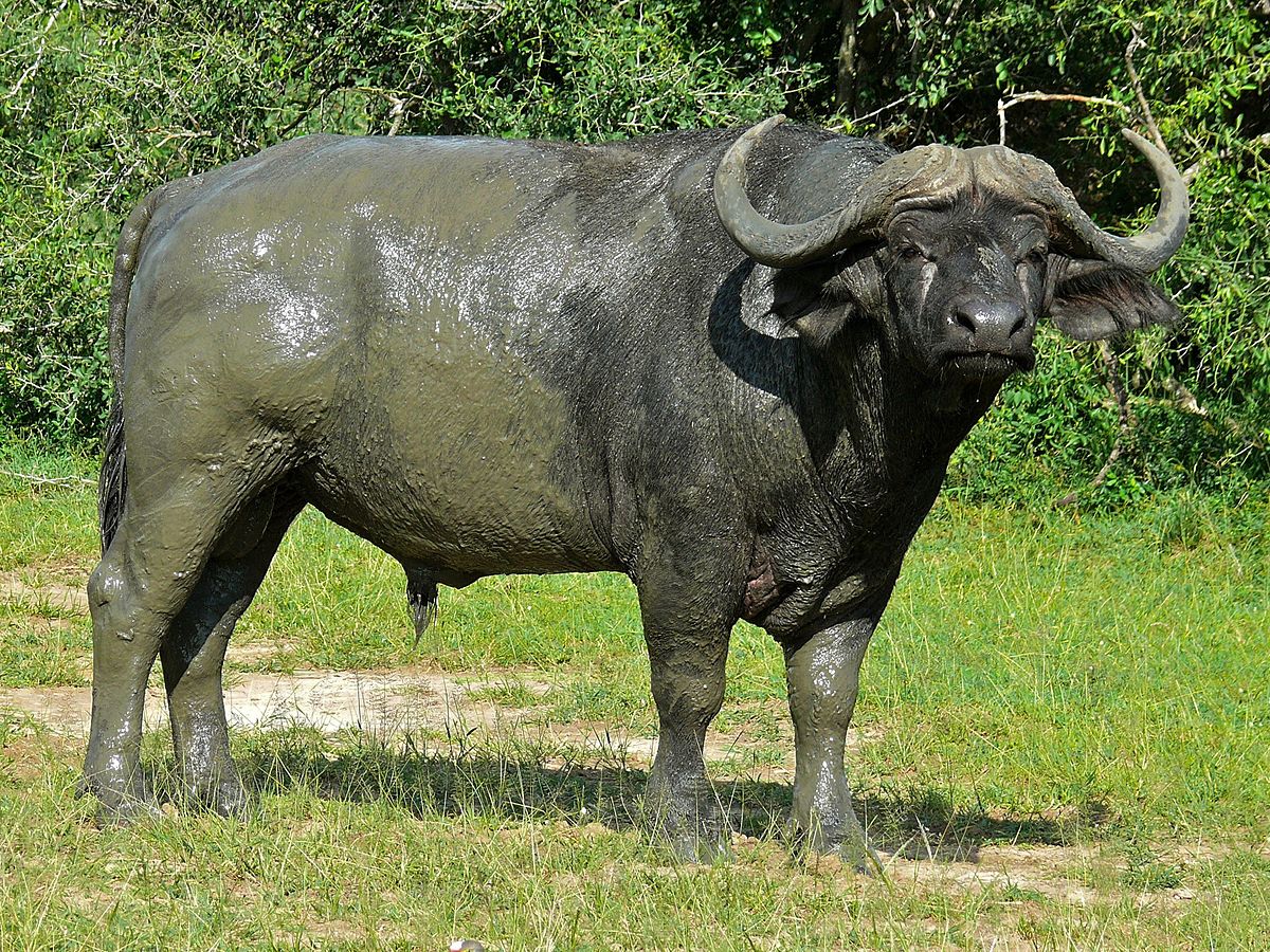 Buvol africký krátkorohý