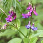 Lathyrus_vernus_Kevätlinnunherne_IM8855_C