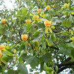 Liriodendron_tulipifera_3
