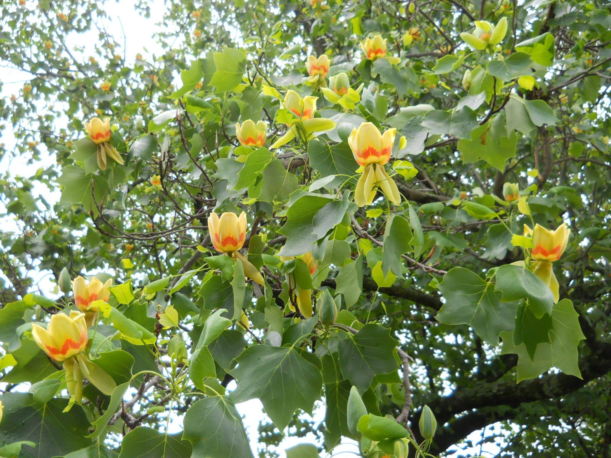 Liliovník tulipánokvětý