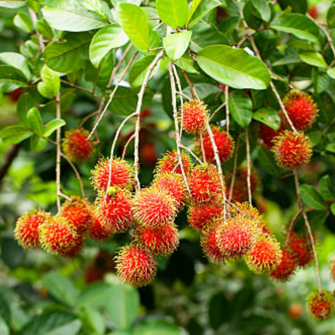 Rambutan