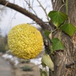 Maclura_pomifera_fru_ycrrfS1DUwWP-2