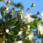 Myrtus-communis
