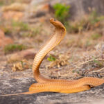 Naja-nivea_Cape-Cobra_©_Tyrone-Ping-2023-5-1-1024×683