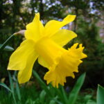 Narcissus_pseudonarcissus_(S.lukas)