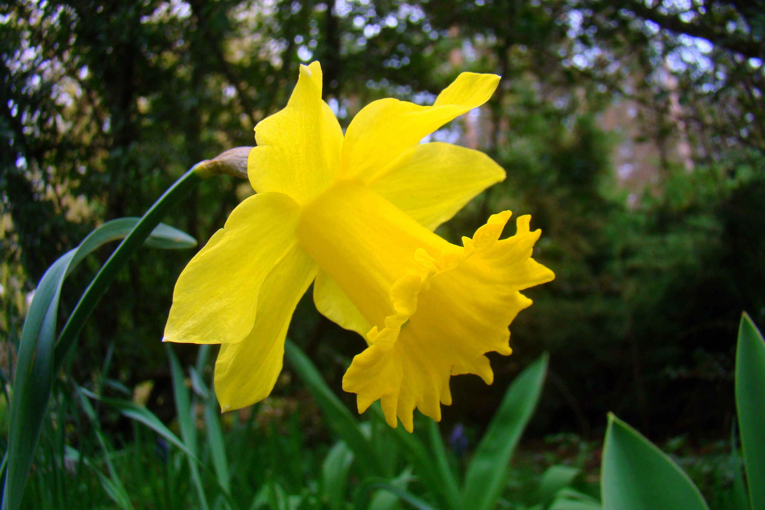 Narcis žlutý