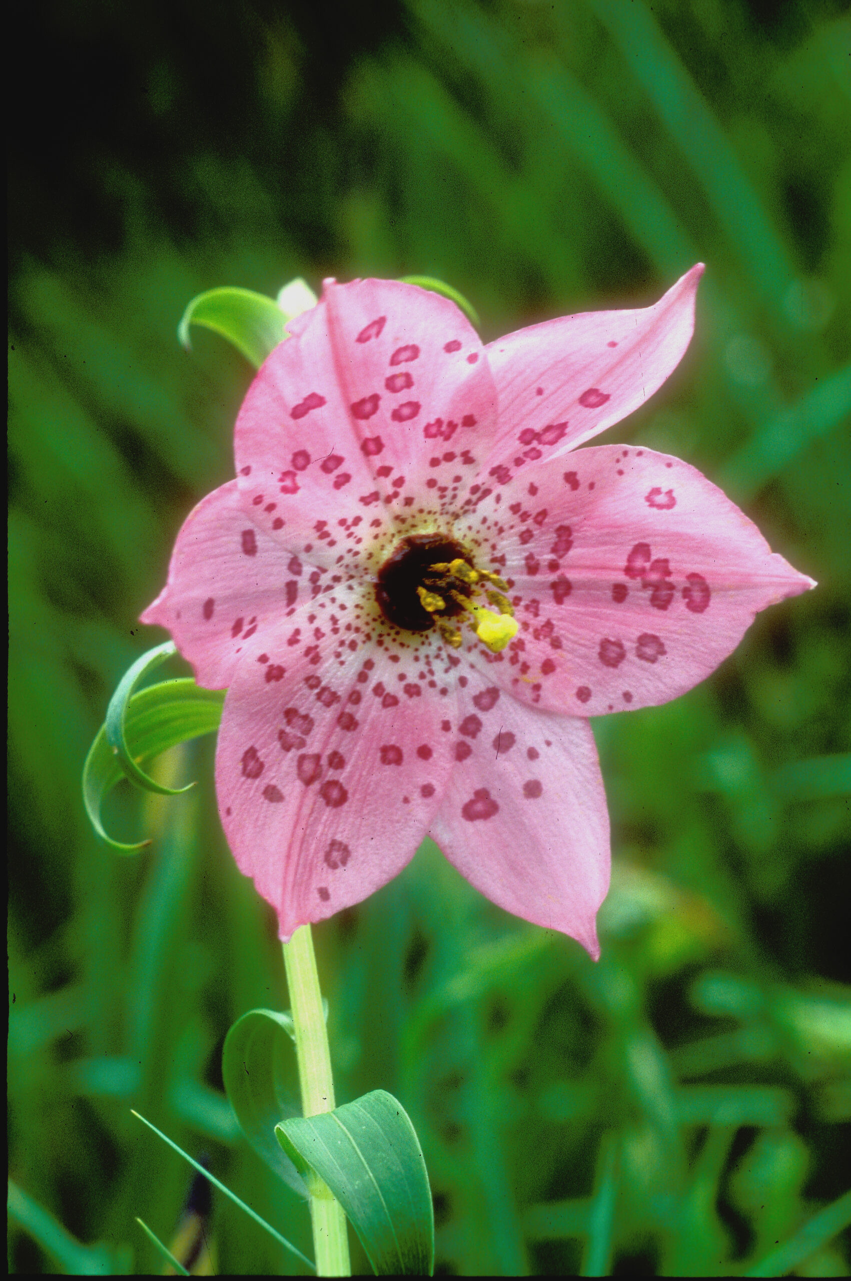 Nomocharis