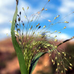 Proso vláskovité Panicum_capillare_NPS-1