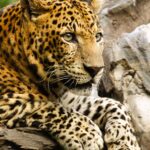 Panthera_pardus_close_up