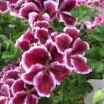 Pelargonium_grandiflorum_’Imperial’_01