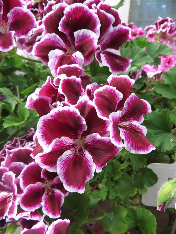 Pelargonie velkokvětá
