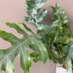 Phlebodium-aureum_1200px