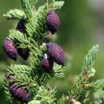 Picea_mariana_cones_Ontario
