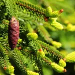 Picea_orientalis_Aureospicata__58885.1443659052.1280.1280.jpg