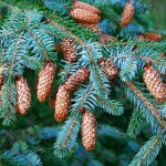 Picea_sitchensis_cones_-_geograph.org.uk_-_343398