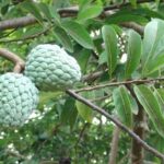 Picture-of-Annona-squamosa-Linn-Fruits-on-a-branch