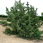 Pinus_aristata_1