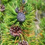 Pinus_mugo75527