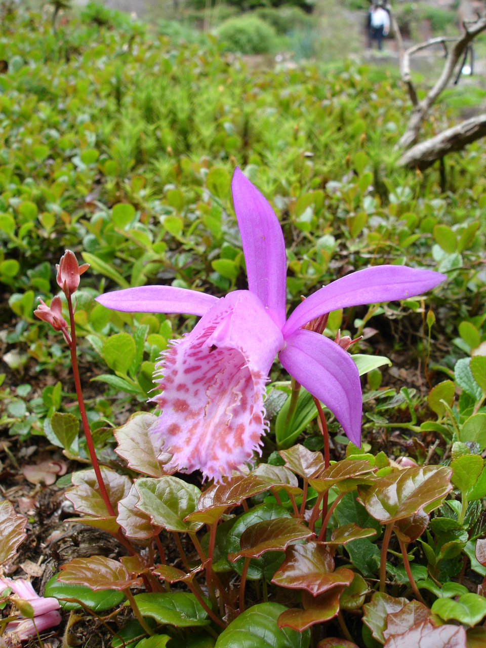 Pleionka limprichtova