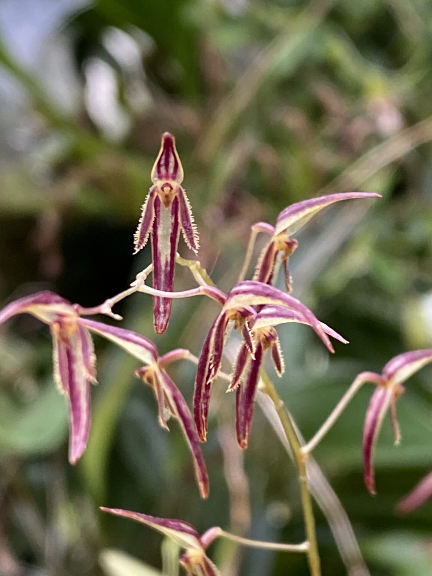 Orchideje rodu pleurothalis