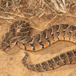 Puff-adder_Bitis_arietans_2022-1024×683