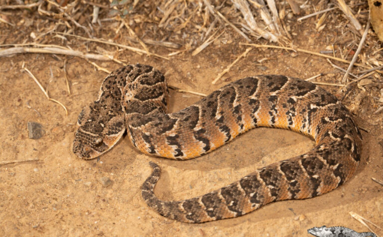 Puff-adder_Bitis_arietans_2022-1024x683