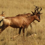 Red hartebeest, Alcelaphus buselaphus caama or Alcelaphus caama,