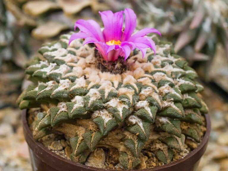 Ariocarpus kotschoubeanus