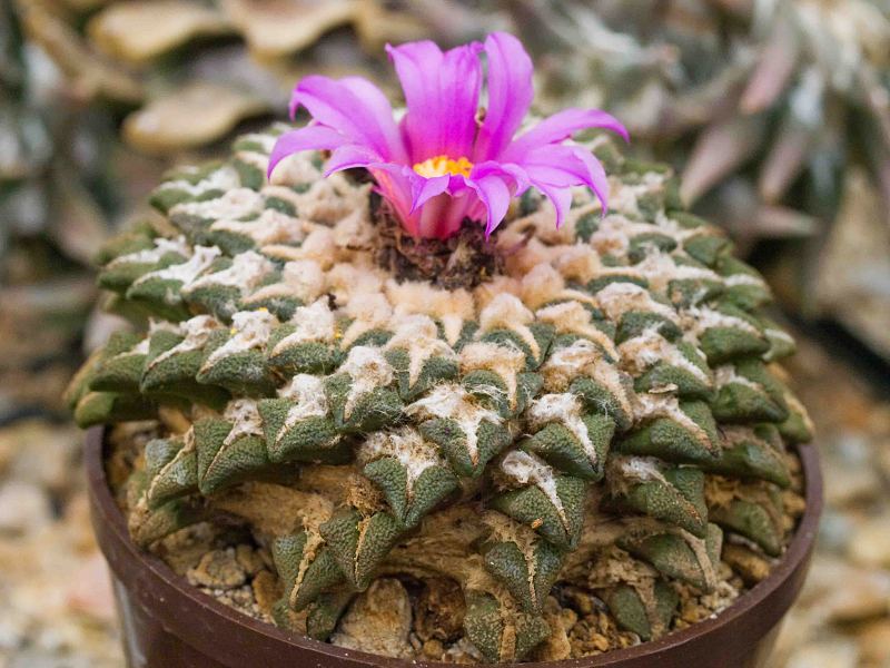 Ariocarpus kotschoubeanus