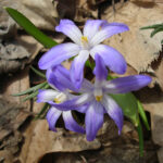 Ladonička bělomordá Scilla_luciliae_(1)