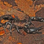 Scorpionidae_-_Heterometrus_spinifer