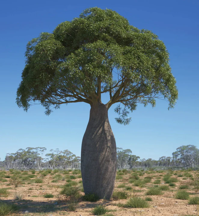 Brachychiton