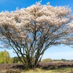 Serviceberry_Fullgrown