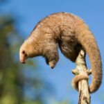 Silky_Anteater