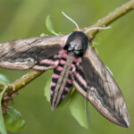 Sphinx_ligustri_-_Ligusterschwärmer_(1)