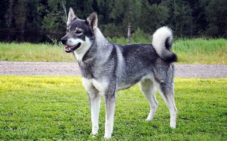 Jaemthund