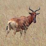 Swayne’s_hartebeest_(Alcelaphus_buselaphus_swaynei)
