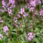 Tatton_Park_Flower_Show_2019_PDB_16_7_19_0426-7a03511