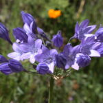 Triteleia_laxa_flower_in_bloom