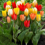 Tulip_Fosteriana_Mixed_Tulips_11-12cm_0003216__39284