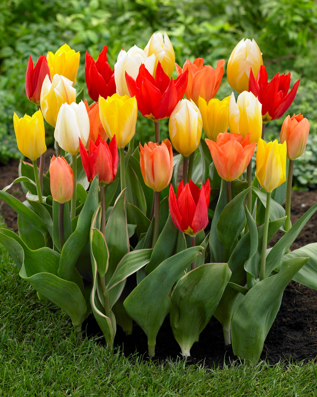 Tulipán fosterův